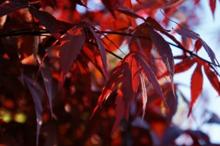 Japanese Maple Leaf - hd, japan maple leafs, photography, wallpaper