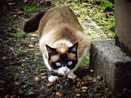 Cat - paws, face, pretty, cute, animals, beautiful, cat, sleeping, kitty, cats, kitten, hat, lovely, cat face