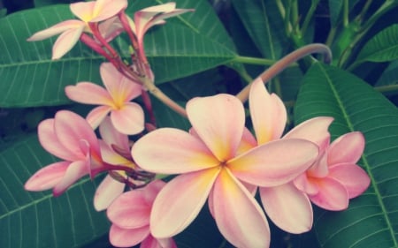 Pink Plumeria for Dear Friend Adi :) - pink frangipanis, frangipanis, flower, pink, flowers, pink frangipani, nature, pink plumeria, frangipani