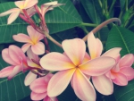 Pink Plumeria for Dear Friend Adi :)