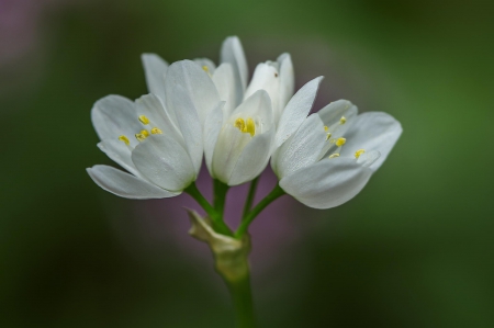 Spring - flower, pink, cute, beautiful, flowers, photo, spring, lovely, nature, green