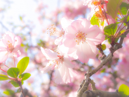 Spring - flower, pink, cute, beautiful, flowers, photo, spring, lovely, nature, green