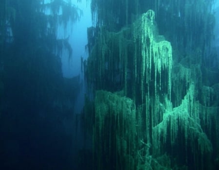 underwater forests - green, like trees, plants, blue