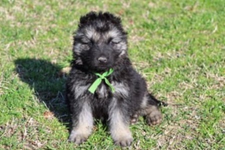 pup with ribbon - shade, sunny, leash, day