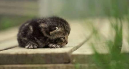 outside - small, visible, kitten, nails