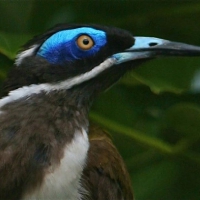 Blue Face Honeyeater or Banana bird