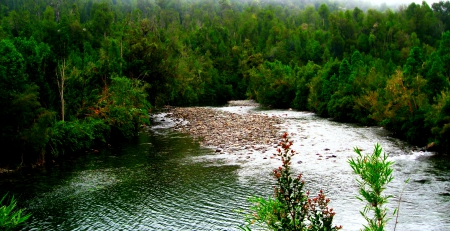 Contao River, Lakes Region - trees, forest, river, beautiful, chile, green