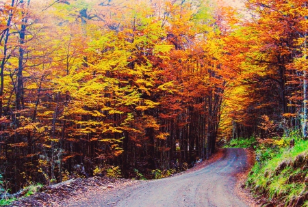 Through Roads Of Coyhaique - autumn, trees, chile, roads, patagonia, forest, beautiful, red, green, golden