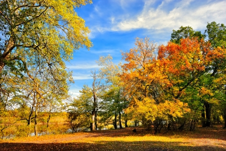 Autumn - nature, autumn, forest, trees