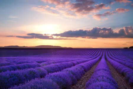 Sunset over lavender fields - lavender, field, purple, nature