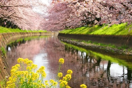 Spring beauty - trees, blossoms, beautiful, fragrance, beauty, grass, lovely, freshness, pink, blooming, flowers, river, nature, scent