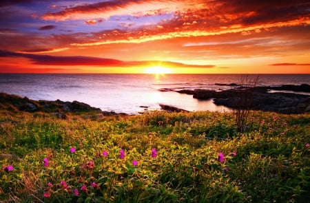 Fiery sunset - lake, sky, sundown, field, meadow, sunset, nature, glow, amazing, fiery, reflection, beautiful, colors, flowers, sea