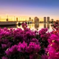 Beautiful bougainvillea on the west palm beach