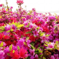 Spring flowers in the Han river park