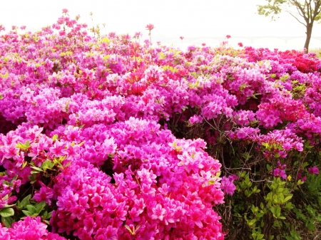 Beautiful flower bloom in han river seoul - sky, places, photography, paradise, water, colorful, spring, river, sunny day, colors of nature, landscape, forces of natures, plants, nature, leaves, splendor, colors, river side, flower, lovely flowers