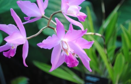 Cute pink flower - nature, pink, petals, cute, flower