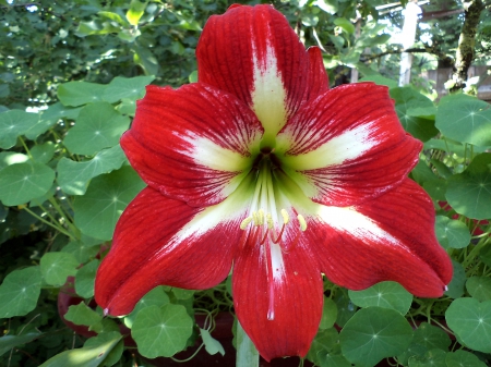 Flower in red-white-red. - nature, summer, flowers, other