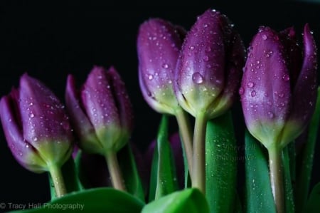 The dark ones - tulips, beautiful, flowers, purple color, nature