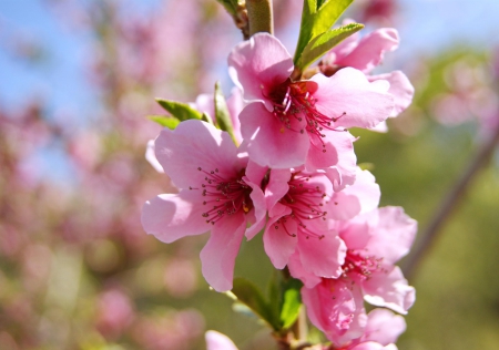 Spring - flower, pink, cute, beautiful, flowers, photo, spring, lovely, nature, green