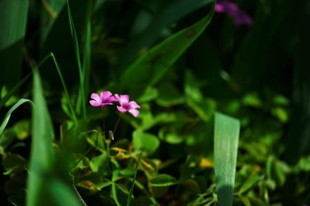 Spring - flower, pink, cute, beautiful, flowers, photo, spring, lovely, nature, green