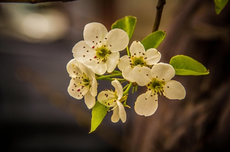 Spring - lovely, spring, nature, pink, beautiful, green, flowers, photo, cute, flower