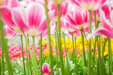 Tulips - beautiful, spring, lovely, photo, flower, pink, flowers, nature, green, cute