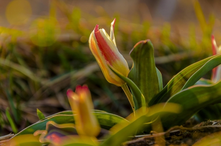 Spring - flower, pink, cute, beautiful, flowers, photo, spring, lovely, nature, green