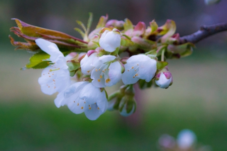 Spring - flower, pink, cute, beautiful, flowers, photo, spring, lovely, nature, green