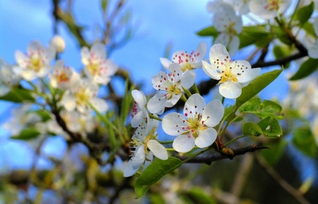 Spring - lovely, spring, nature, pink, beautiful, green, flowers, photo, cute, flower