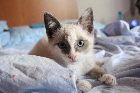 Cat - paws, face, pretty, cute, animals, beautiful, cat, sleeping, kitty, cats, kitten, hat, lovely, cat face