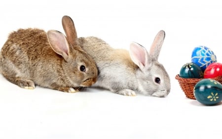 Happy Easter! - white, rabbit, blue, easter, animal, egg, bunny