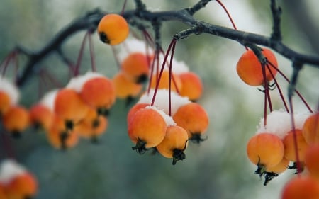 Autumn berries - white, berry, winter, fruit, orange, branch, snow, autumn