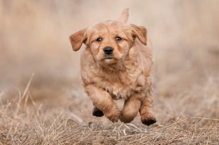 Dog - animal, pretty, cute, animals, beautiful, sweet, puppy, puppys, dogs, lovely, dog