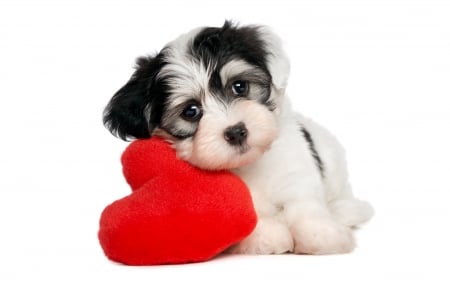 Sweet Pup - small, dog, heart, young