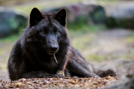 I'm not smoking - nature, wolf, black, animals