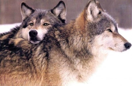 Lay your Head on my Shoulder - wolf, nature, wolves, snow, animals, friends