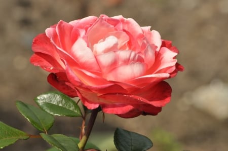 Gorgeous Rose - flowers, red rose, beautiful, gorgeous rose