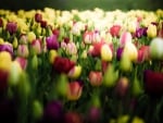 Field of Colorful Tulips