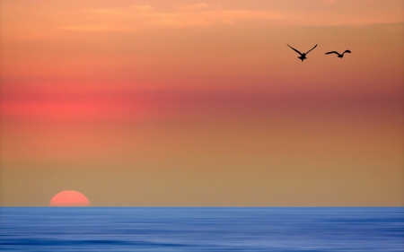 Beautiful Scenery - sunset, sea, birds, landscape