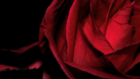 Dark Rose - dark, flower, nature, rose