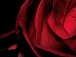 Dark Rose