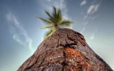 Palm Tree - sky, palm trees, trees, macro, palm tree, palms, palm