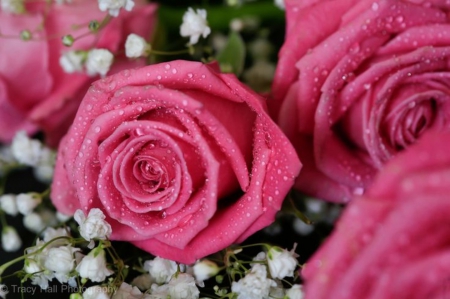 Pink Roses - flowers, beautiful, roses, pink roses