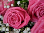 Pink Roses