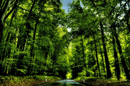 TREE TUNNEL - greenery, trees, nature, road, tunnel, forest