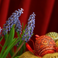 Easter Eggs and Grape Hyacinth