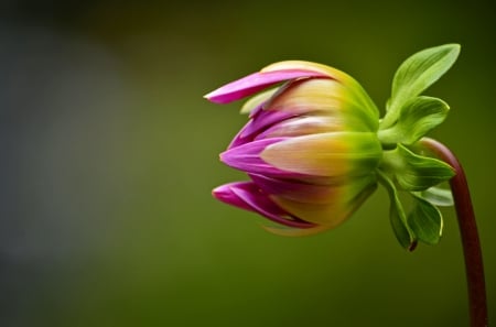 Dahlia - flowers, dahlia, flower, dahlias