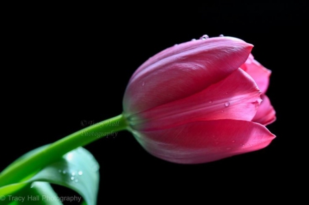 The pink one - flower, drops, water, beautiful, pink tulip, the pink one