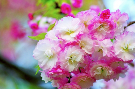 CHERRY BOUQUET - nature, cherry blossoms, sakura, spring