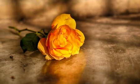 Yellow Rose - Friendship - roses, flowers, rose, friendship